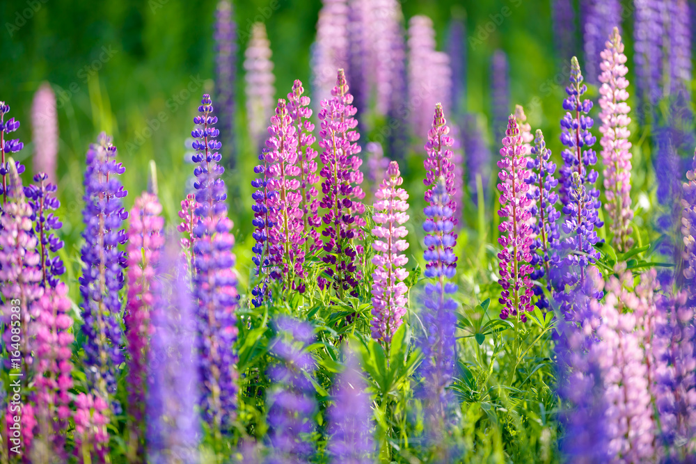 Obraz premium Lupinus, lupin, lupine field with pink purple and blue flowers
