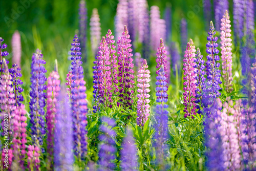 Lupinus  lupin  lupine field with pink purple and blue flowers