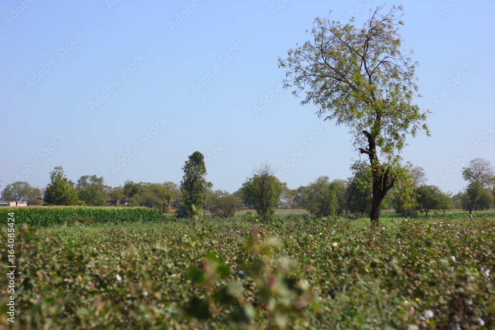 cotton fields india