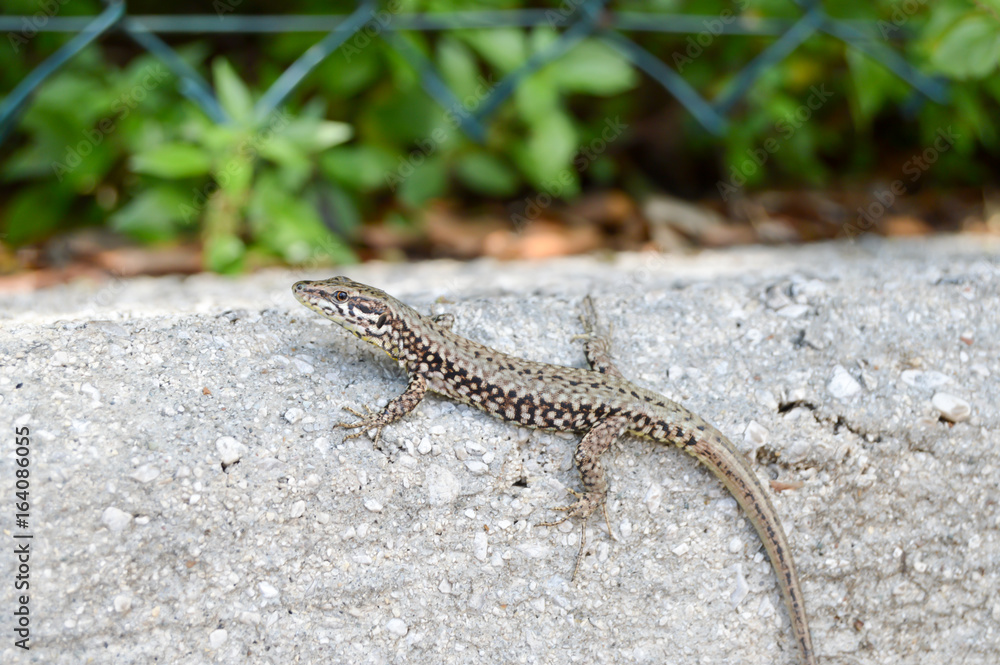 Naklejka premium Small lizard that takes the sun
