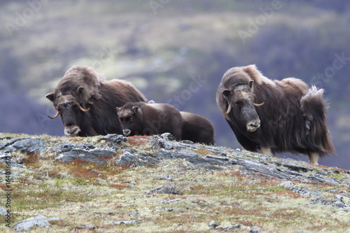 Muskox in Dovrefjell national park, Norway photo