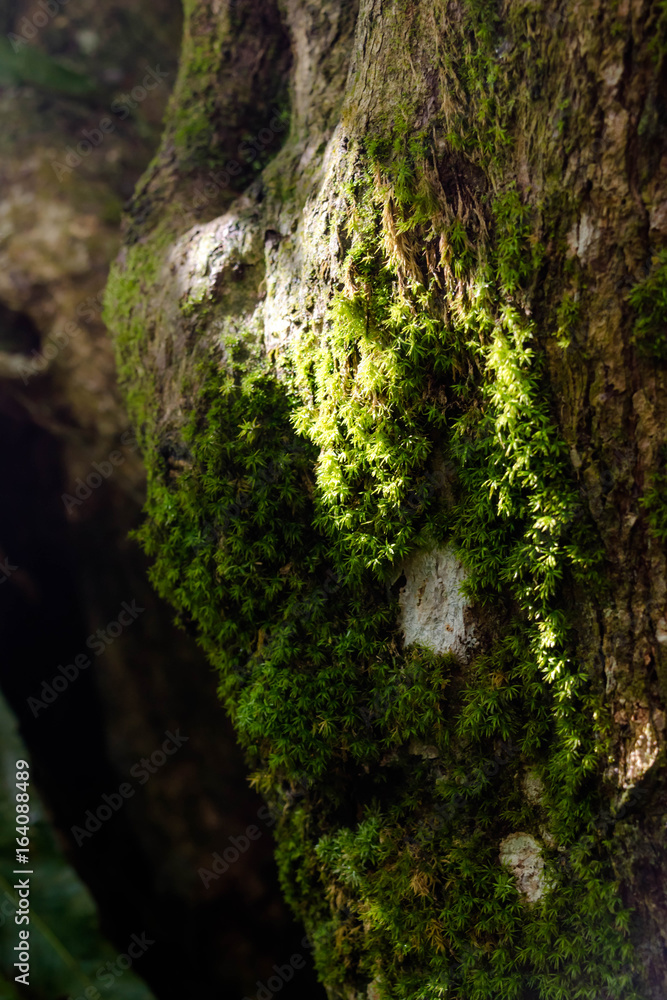 Green moss in a tree