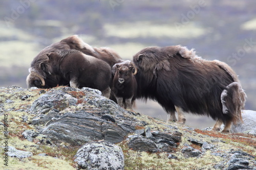 Muskox in Dovrefjell national park, Norway photo