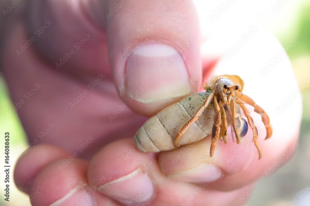 Fingers holding Hermit crab