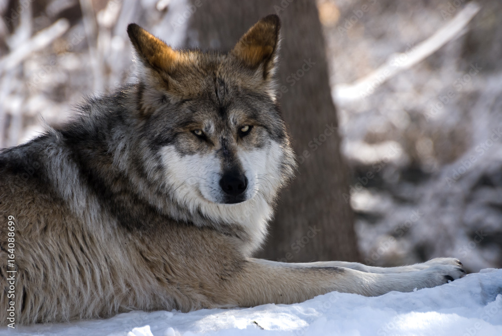 Grey Wolf in snow Grey Wolf in snow