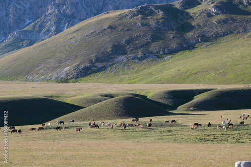 Free horses and cows, Gran Sasso, Italy 