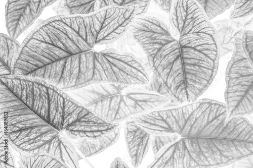White leafs pattern texture background.