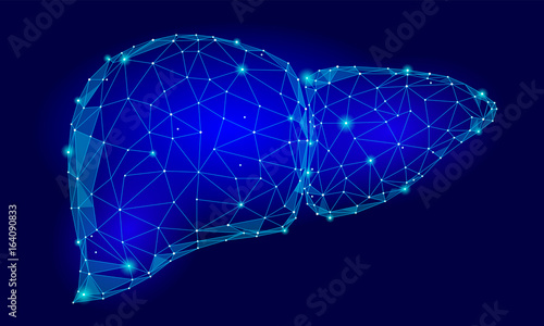 Human Liver Internal Organ Triangle Low Poly. Connected dots blue color technology 3d model medicine healthy body part vector illustration