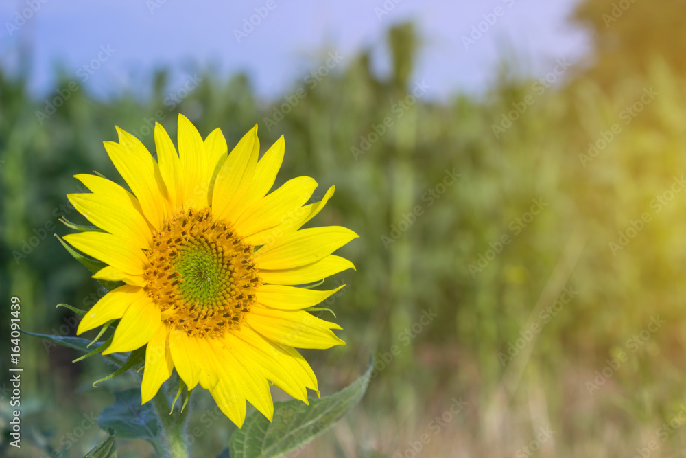Fototapeta premium Head of a young sunflower against the background of a field under the sun
