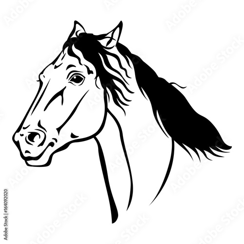Fototapeta Naklejka Na Ścianę i Meble -  Beautiful horse portrait