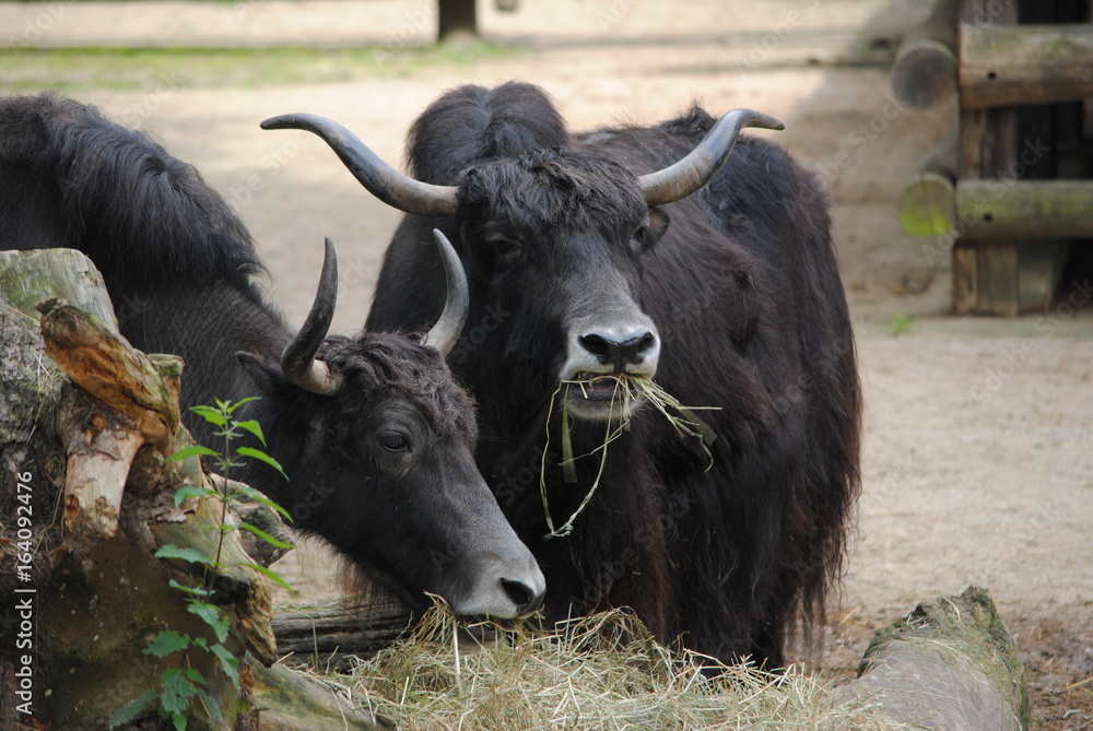 Naklejka premium Buffalo