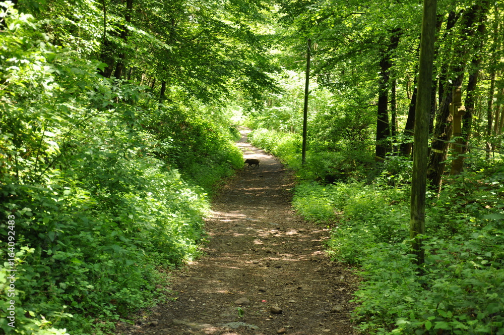 Fototapeta premium Sanglier traversant les bois