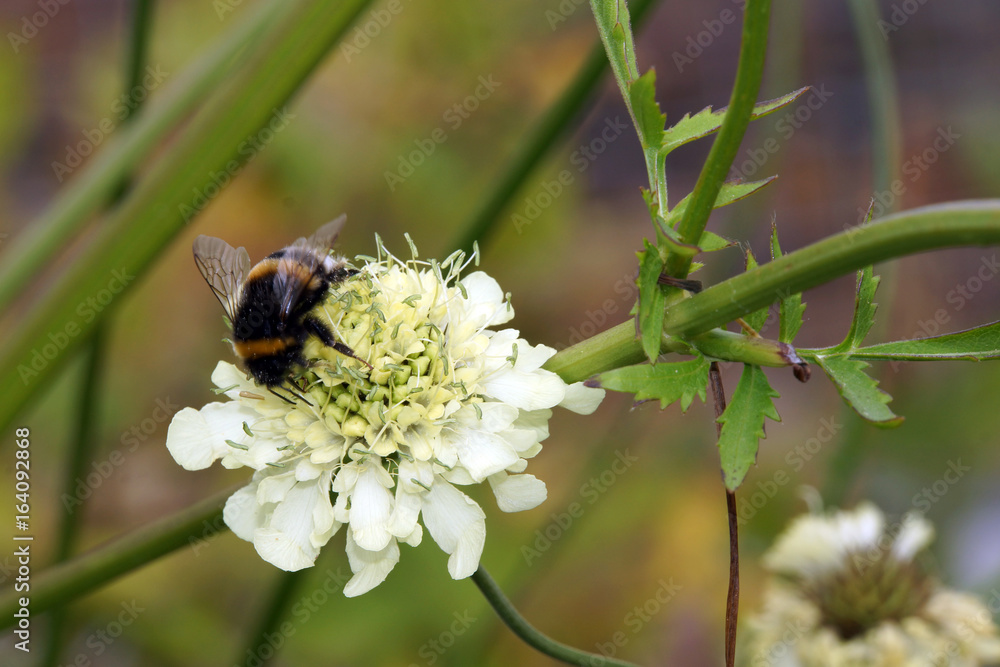 Gelbe Skabiose oder Gelb-Skabiose (Scabiosa ochroleuca) Gelbe Skabiose oder Gelb-Skabiose (Scabiosa ochroleuca)