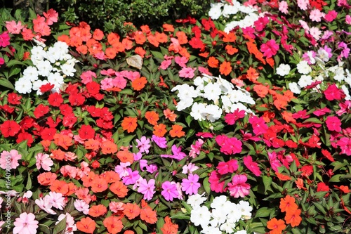 Photos Various types of Impatiens