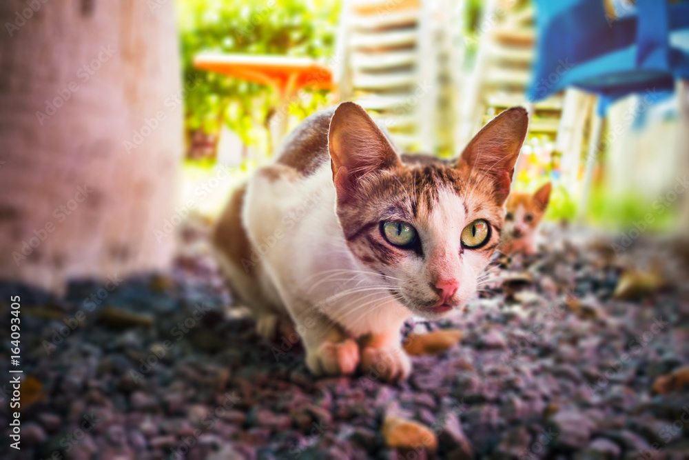 close-up view of a stray cat on the street looking at the camera