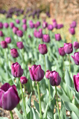 Tulipes violettes au printemps au jardin