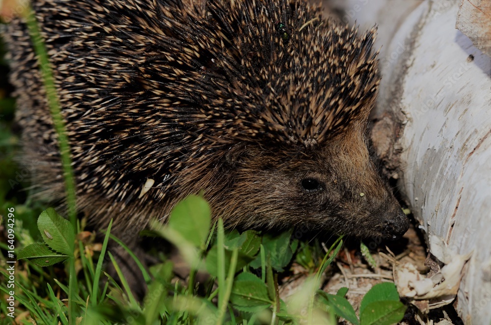 Fototapeta premium Hedgehog in the grass