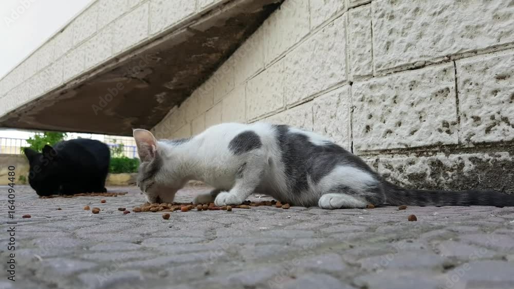 Young stray cat eating dry food on pavement. 4K cat footage.