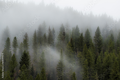 Fototapeta Naklejka Na Ścianę i Meble -  Foggy Forest 