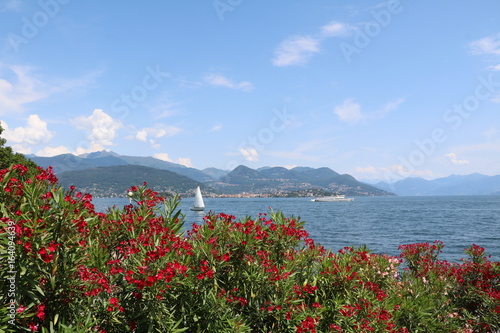 Red blooming Oleander at Lago Maggiore, view from Stresa in Italy  © ClaraNila