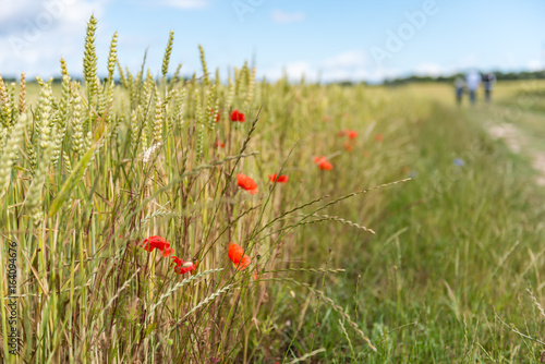 mohn