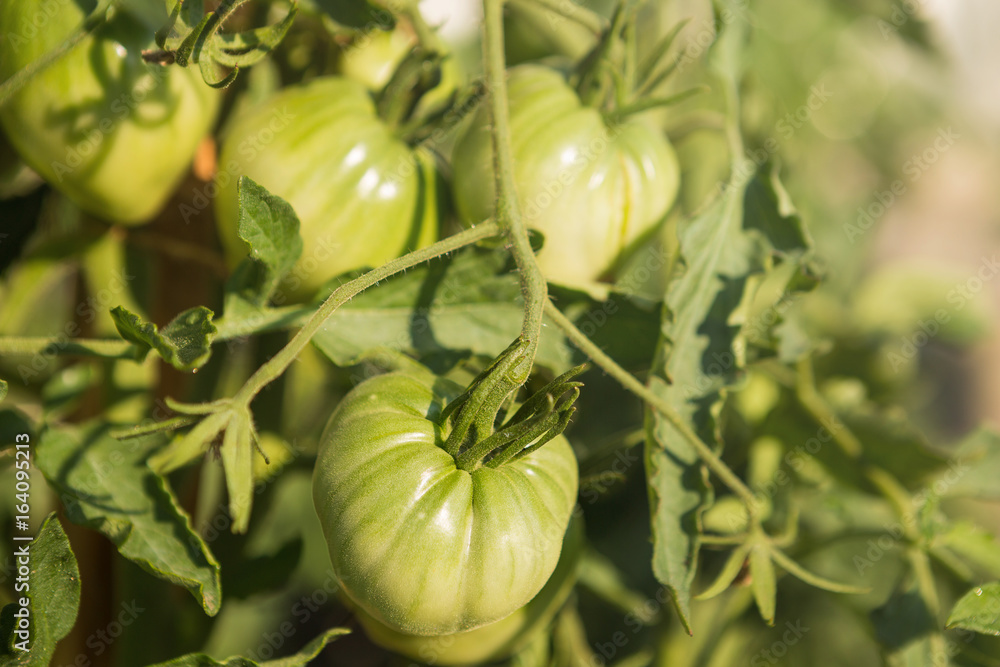 Tomatoes grow on a bed, bushes and tomatoes close-up, green tomatoes Tomatoes grow on a bed, bushes and tomatoes close-up, green tomatoes