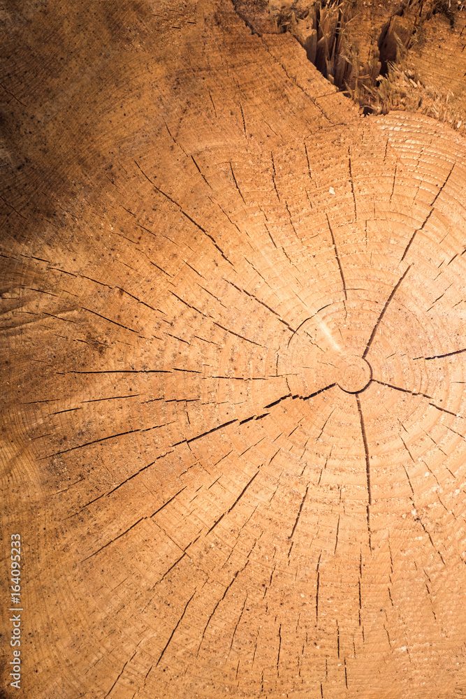 Baumscheibe Detail von eimen gefällten Baum mit Jahresringen