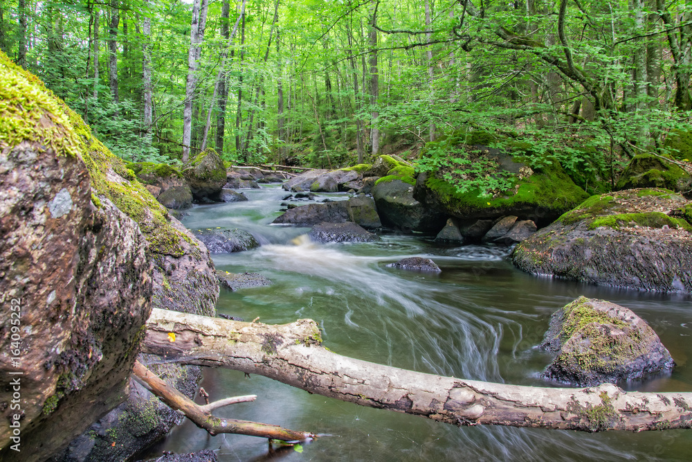 Fototapeta premium Swedish forest brook in summer scenery