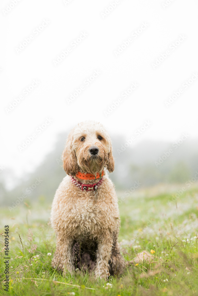 The sitting Labradoodle.