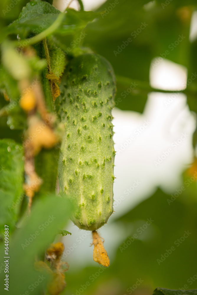 Cucumbers hang on a stalk, grow in a greenhouse, inflorescences and small cucumbers Cucumbers hang on a stalk, grow in a greenhouse, inflorescences and small cucumbers
