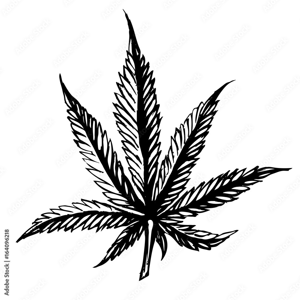 Cannabis leaves Sketch hand drawn isolated on white background. Cannabis leaves Sketch hand drawn isolated on white background.