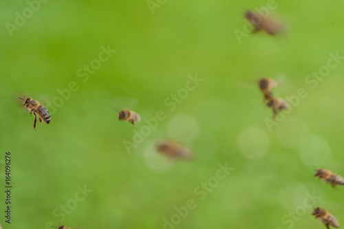 Bienen fliegen am Bienenstock © stefan