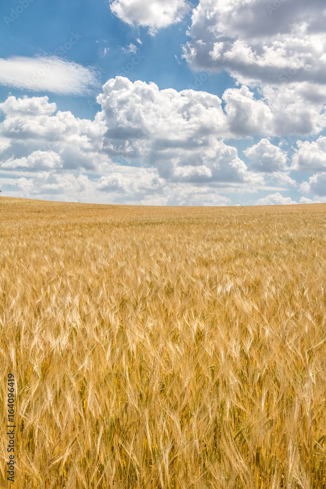 Minimalist shot of barley field under beautiful blue sky