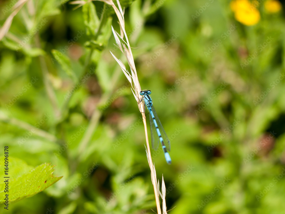 Common Blue Damselfly (Enallagma cyathigerum) on Grass Stem Common Blue Damselfly (Enallagma cyathigerum) on Grass Stem