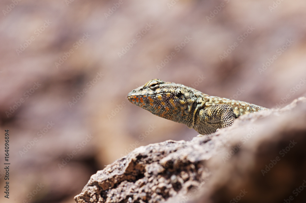 Naklejka premium Side-Blotched Lizard Head