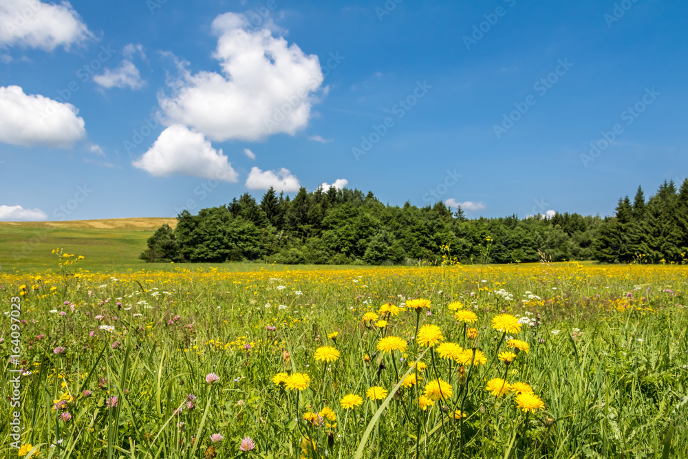 Meadow with yellow flowers, forest and blue sky