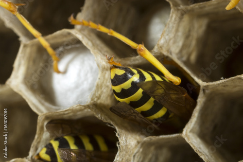 Paper wasps at work in their nest photo