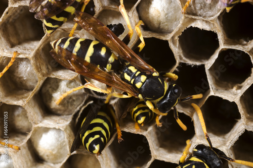 Paper wasps at work in their nest