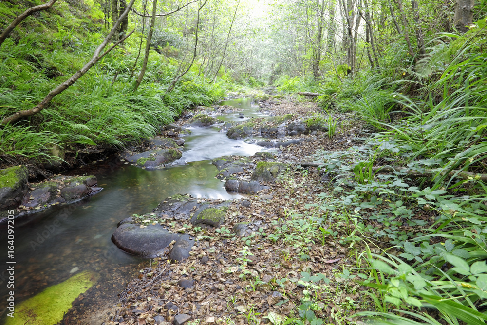 Obraz premium Mountain Stream