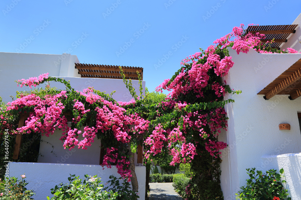 Naklejka premium Pięknie pnące się różowe kwiaty na białych budynkach w Grecji.