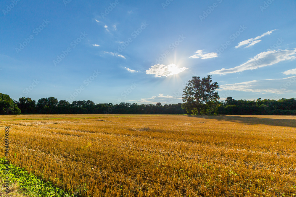 Campo di grano in piena estate