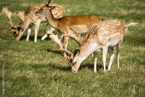 Fototapeta Naklejka Na Ścianę i Meble -  deers