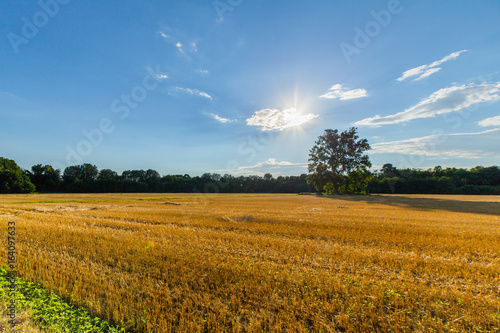 Campo di grano in piena estate