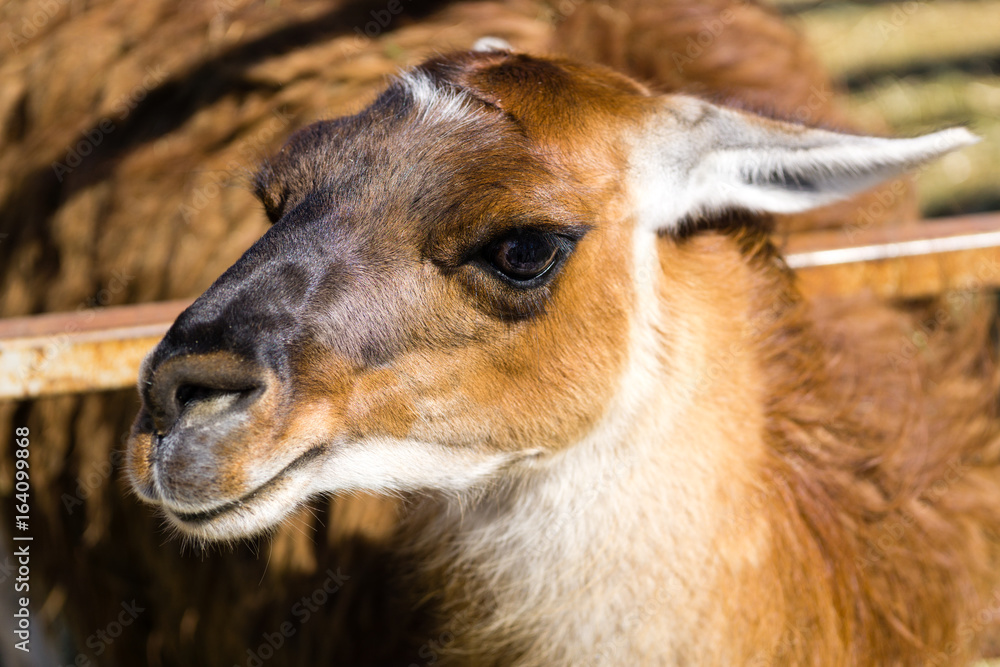 Obraz premium Goat standing