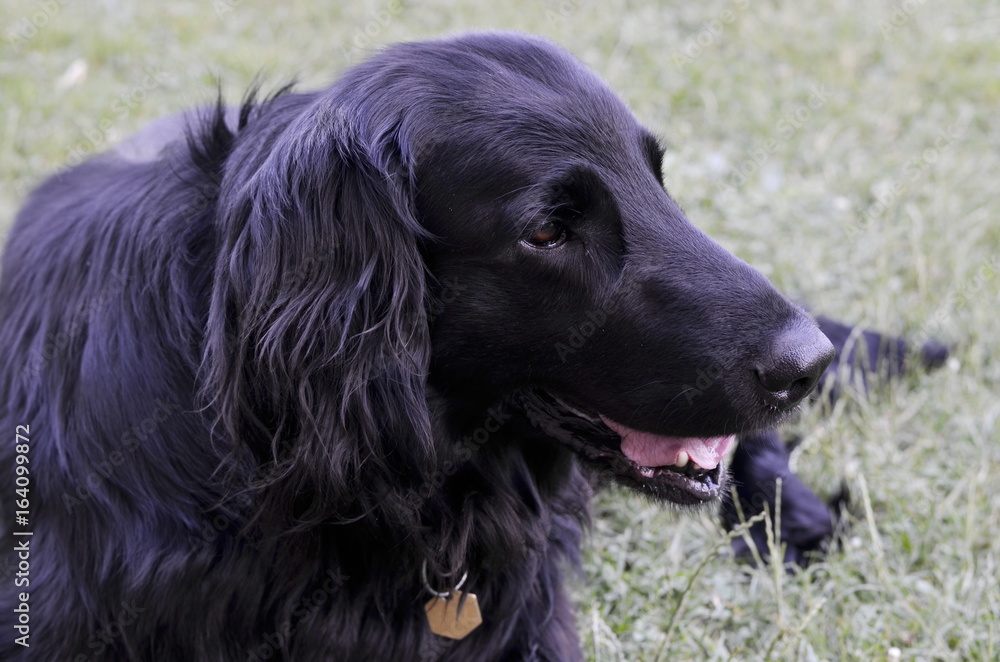 flat coated retriever