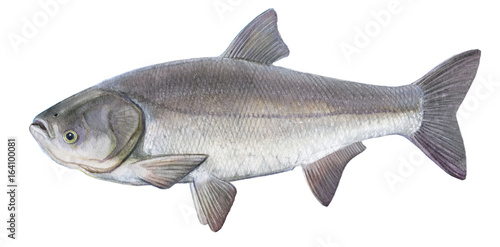 Freshwater fish of the Far East - Silver carp, Isolated on a white background, drawings watercolor