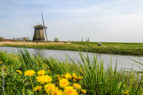 Vintage Windmill standing near a canal with yellow dandelions bloom in the grass in the foreground of West Friesland, Netherlands
