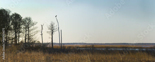 Lone Eagle at Sunrise