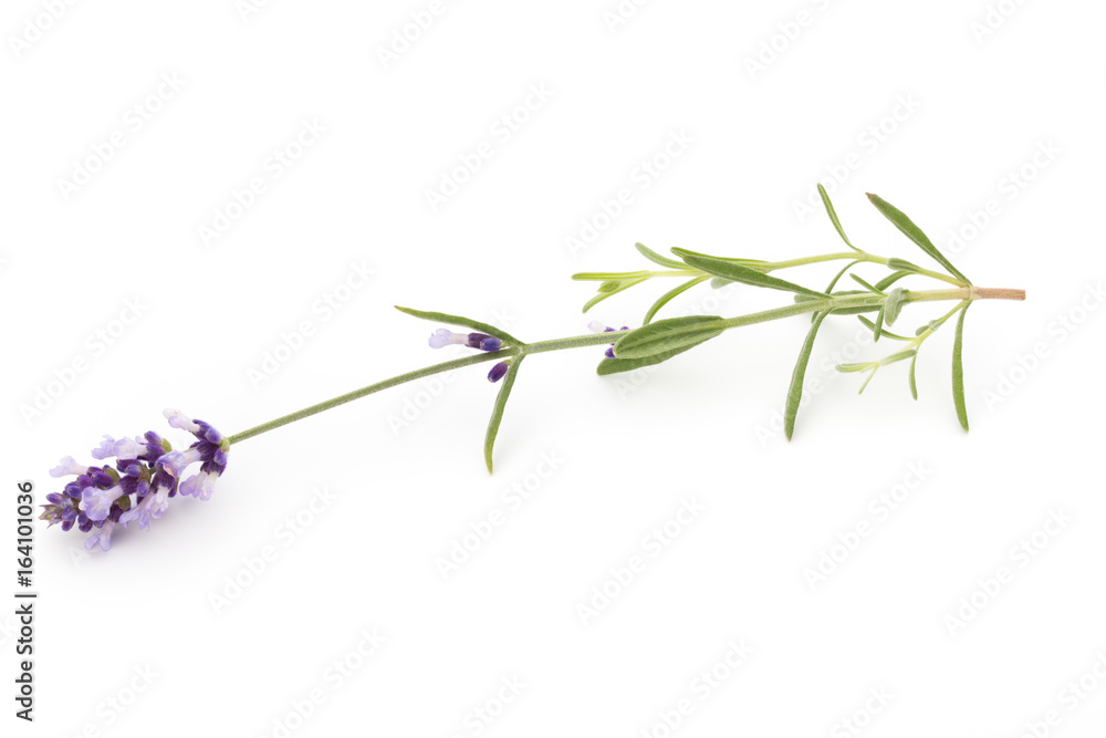 Fototapeta premium Lavender flowers.