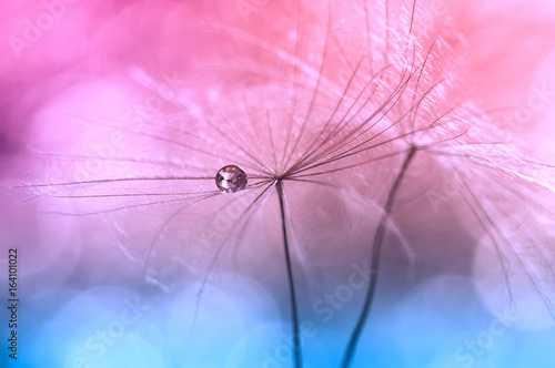 Water drops or dew on a dandelion ,pink background blue color. Artistic image of a dandelion. macro of a dandelion.